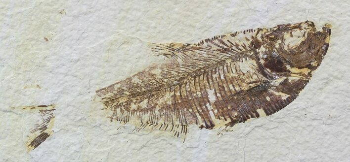 Bargain, Diplomystus Fossil Fish - Wyoming #51800